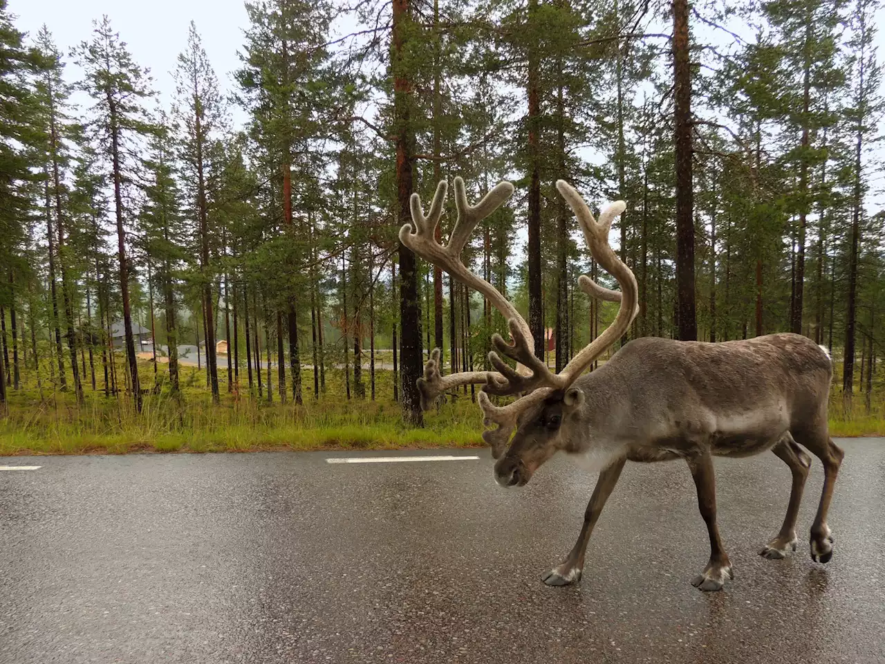 The majority of reindeer grazing land is under cumulative pressures