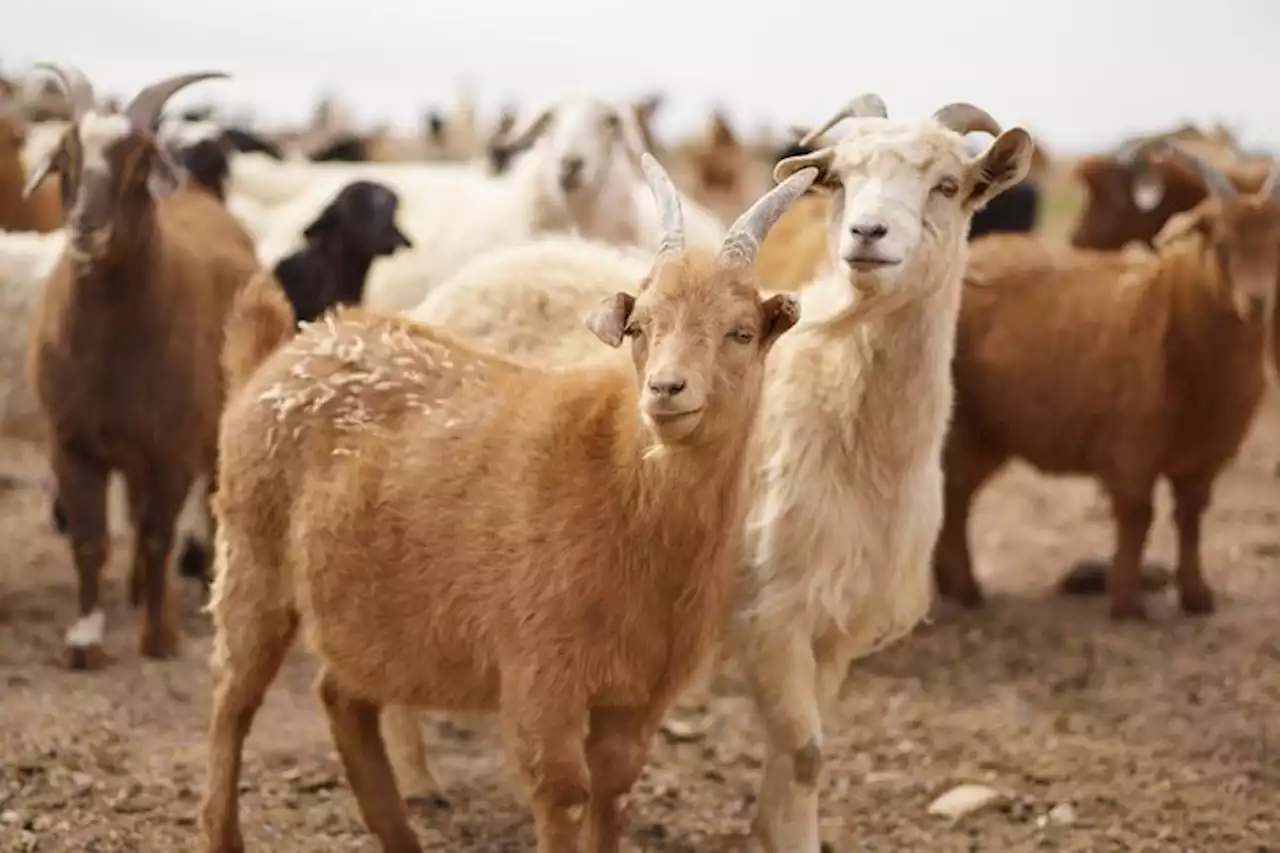 Ramalan Shio Kuda, Kambing, dan Monyet Hari Ini, 30 September 2022: Jalin Hubungan Batin, Rasakan Perubahan - Pikiran Rakyat Tasikmalaya