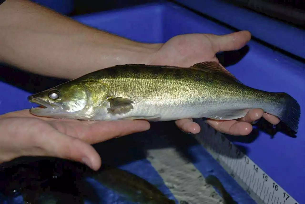 Schweizer Zuchtfische erhalten «Suisse Garantie» - Schweizer Bauer