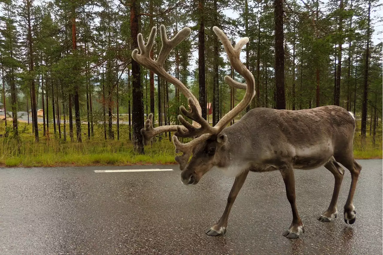 Majority of Reindeer Grazing Land Is Threatened by Expansion of Human Activities