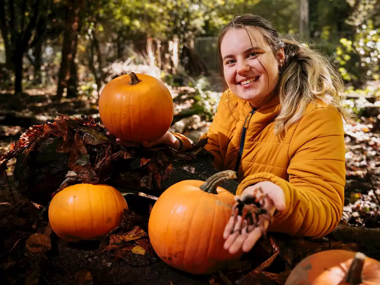 Telford's Exotic Zoo is hosting a thrill-filled half-term pumpkin-picking 'spooktacular'