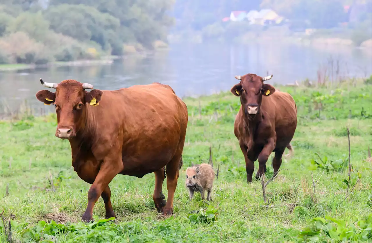 Herd the News? Wild Boar Piglet Adopted by Cows