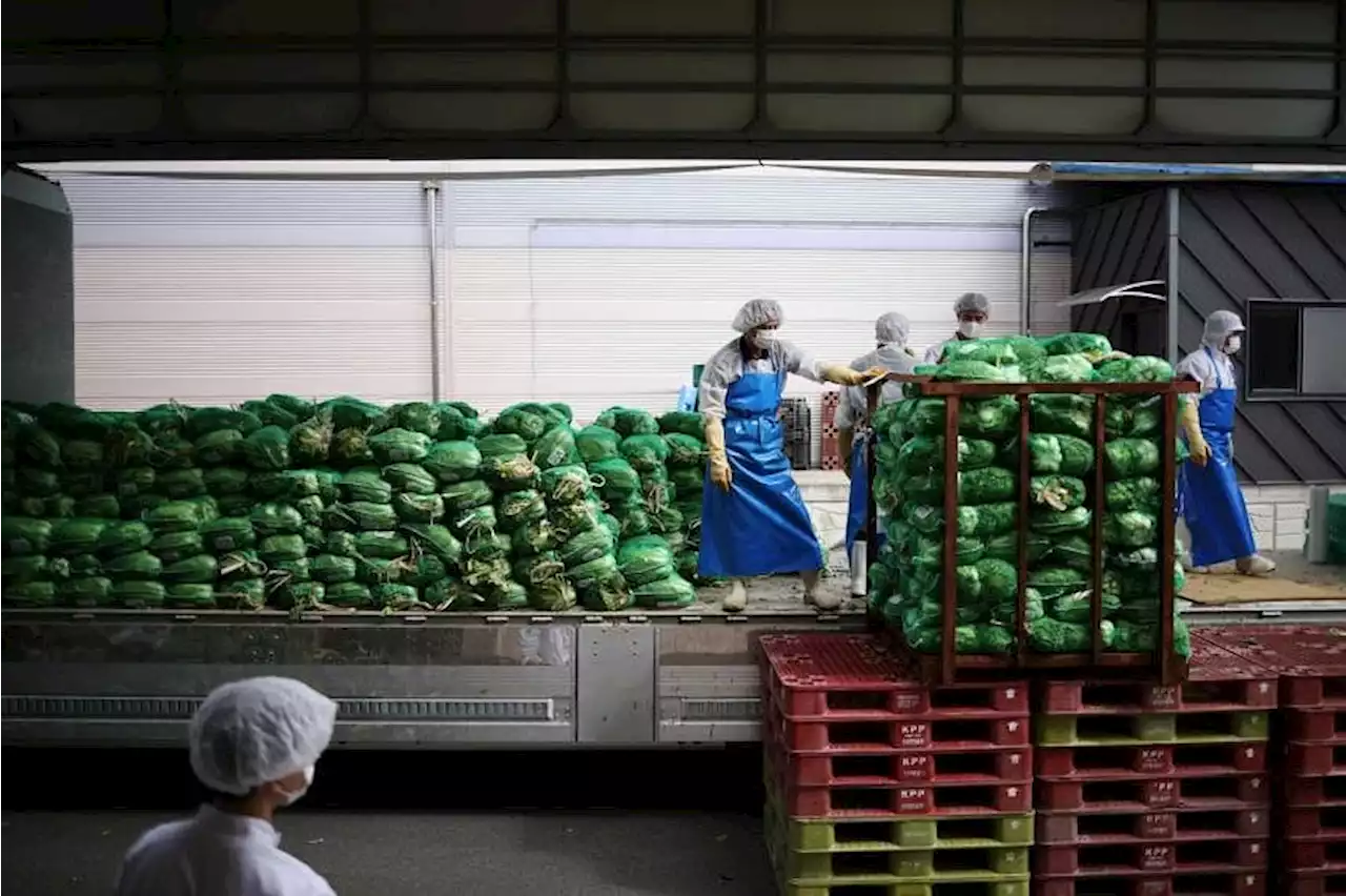 To tackle a kimchi crisis, South Korea banks on massive cabbage warehouses