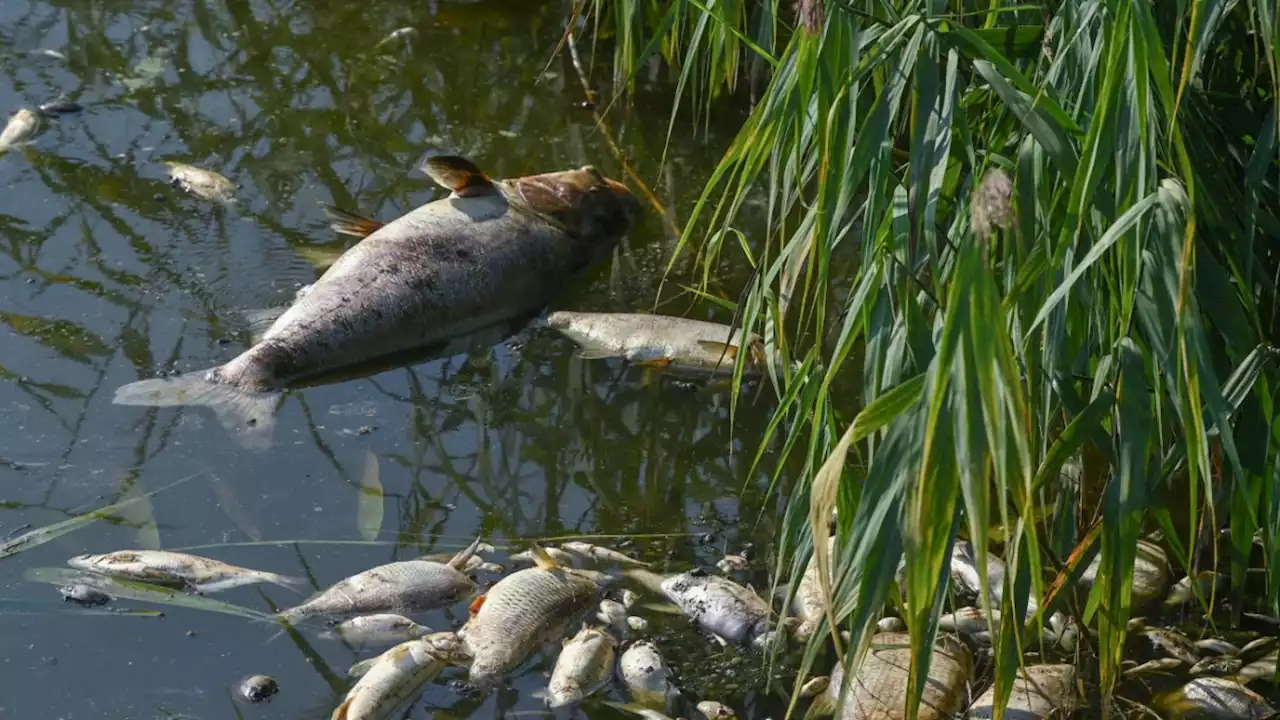 Fischsterben in der Oder: Ein Fluss, zwei Erkenntnisse