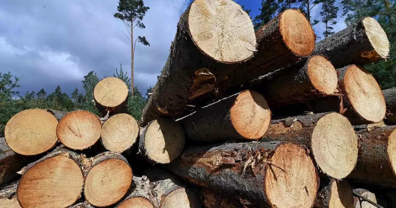 Heizen: Wer Holz im Wald klaut, dem drohen im Saarland bis zu 15 000 Euro Bußgeld