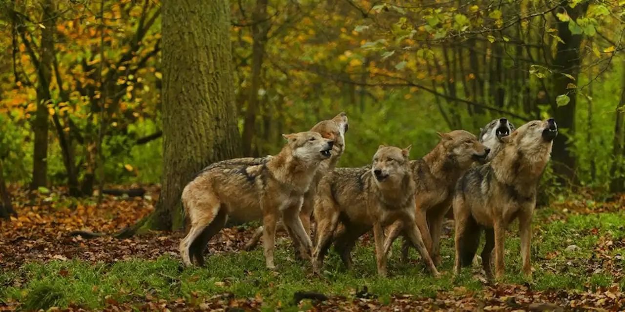 CDU hat Wölfe und Nonnengänse im Visier: Der Wolf soll tot