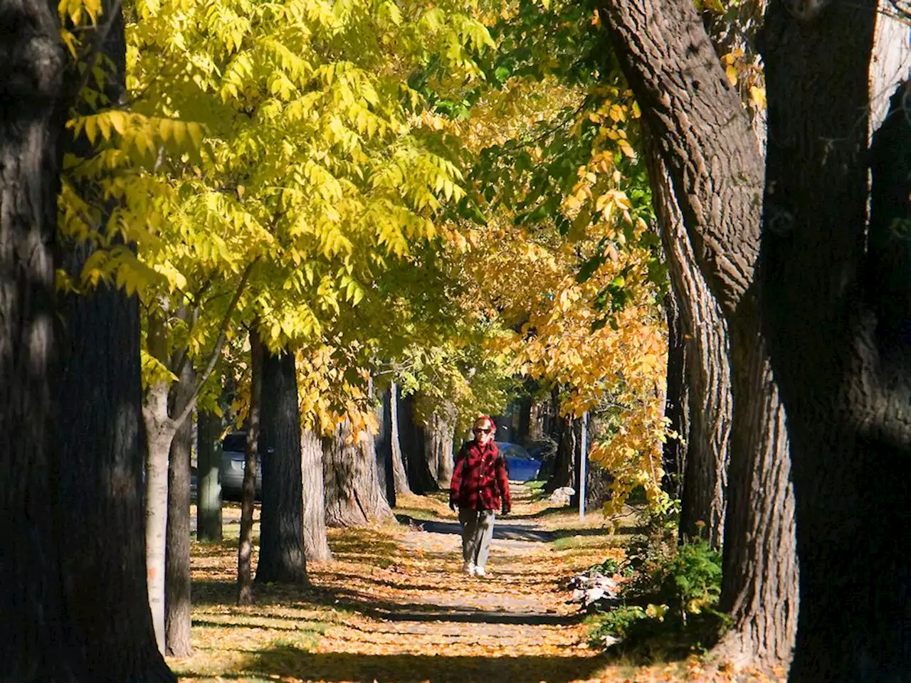 Committee to review 10-year urban forest plan, discuss green cart program