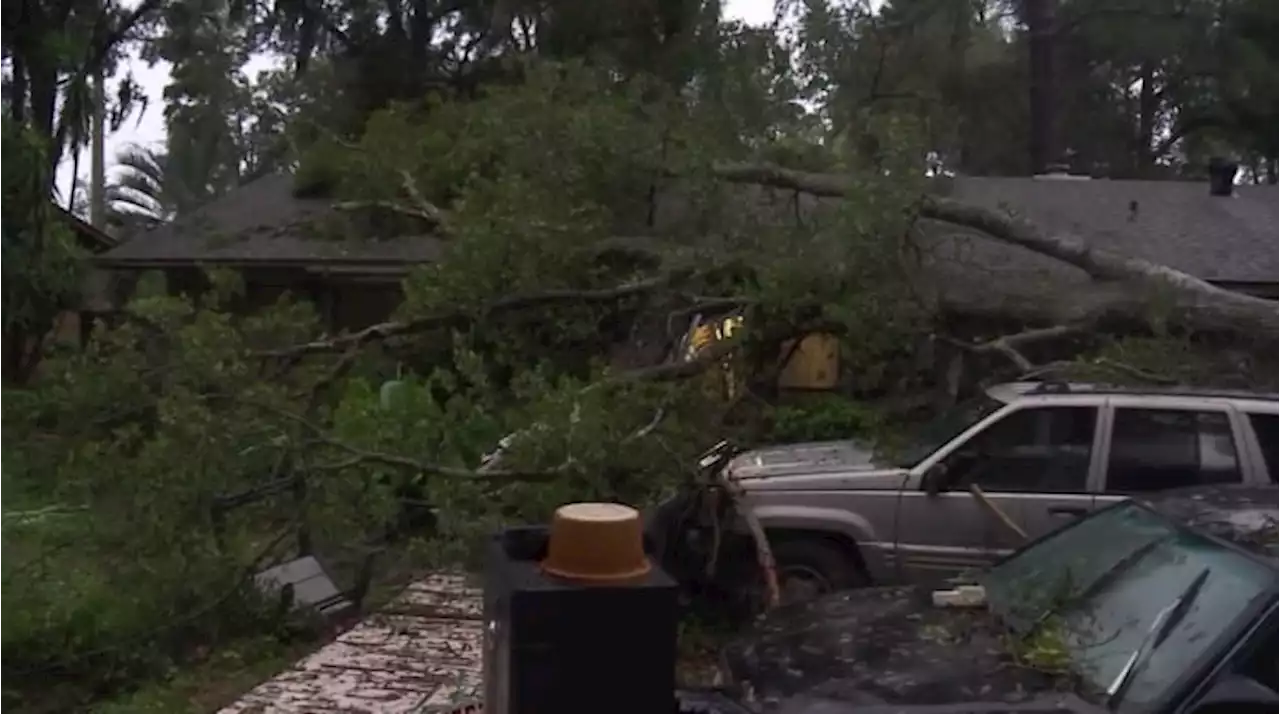 Dozens of trees downed in Northeast Florida during Ian’s deluge