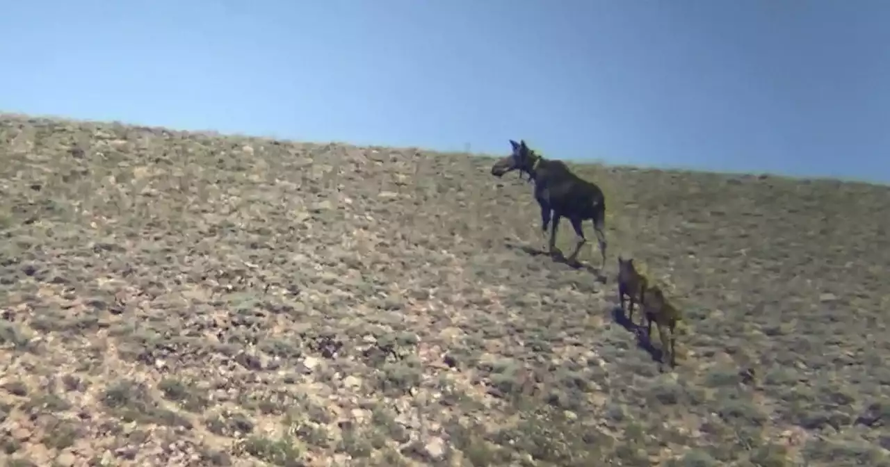 Moose on the move, migrating to Nevada from Idaho, Utah