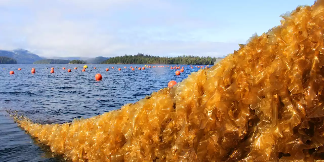 Mariculture in Alaska receives $49M in federal grant funding