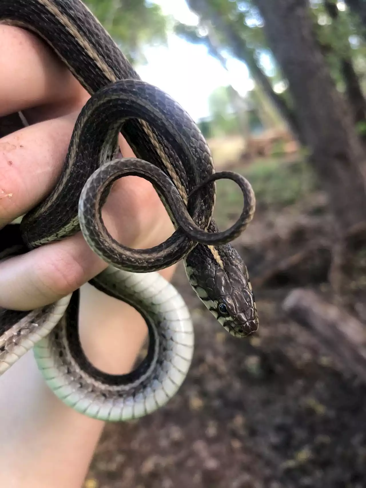 ADOT, NAU biologists work to protect endangered species while improving Verde River bridges | ADOT