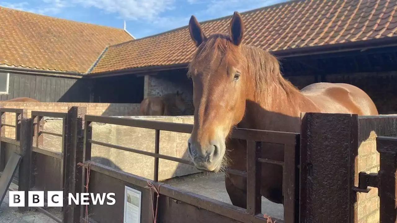 Rare Suffolk Punches celebrated in local event