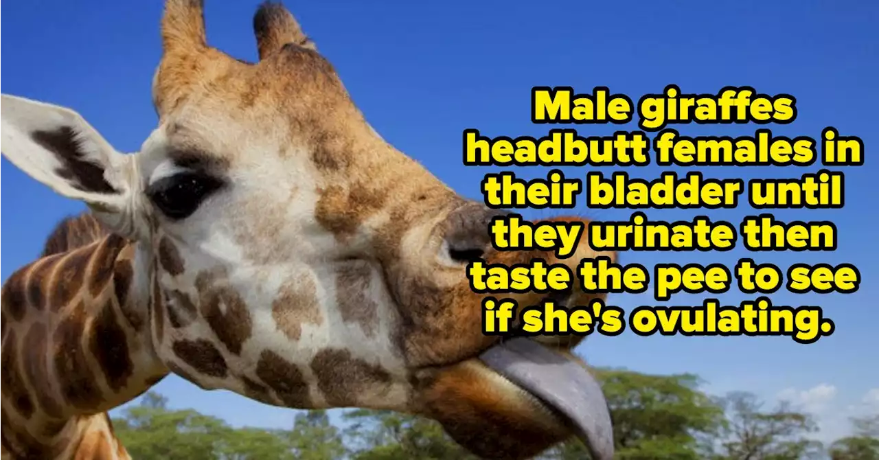 97 Facts That Are As Wildly Random As They Are Extremely Fascinating