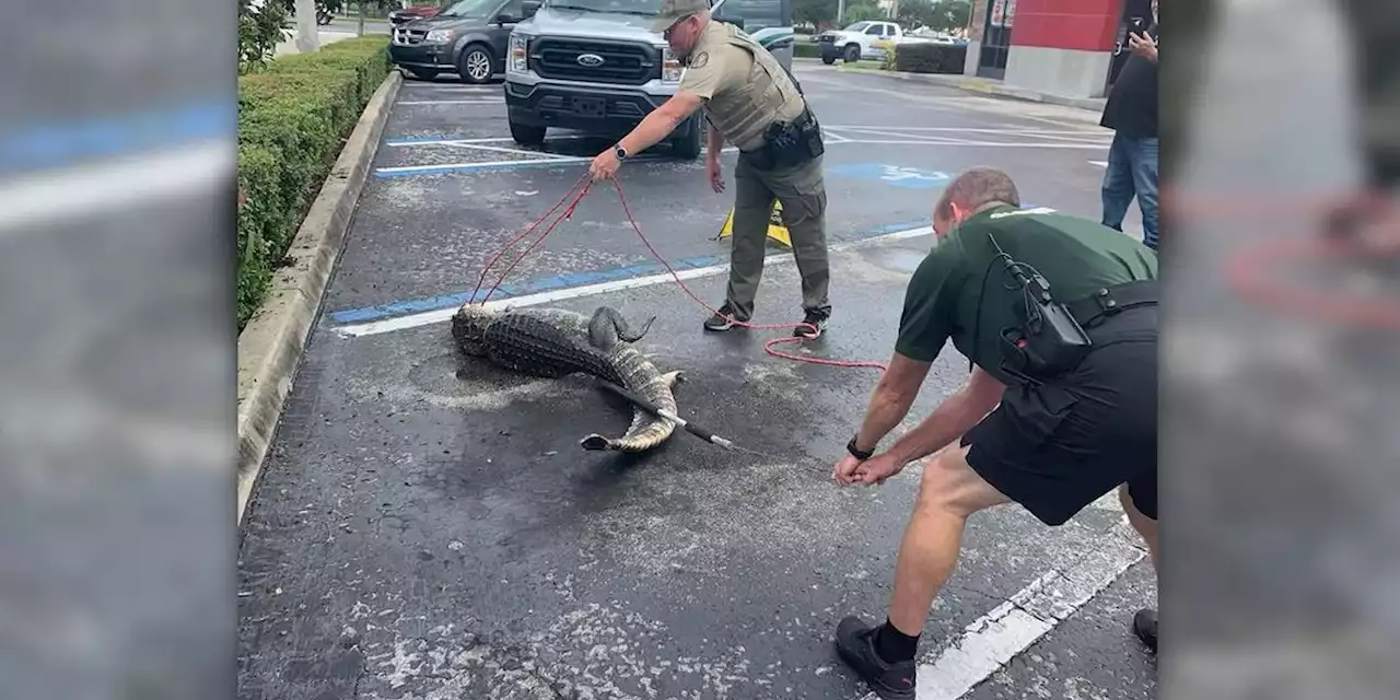 Alligator found loitering in a Wendy’s parking lot in Florida