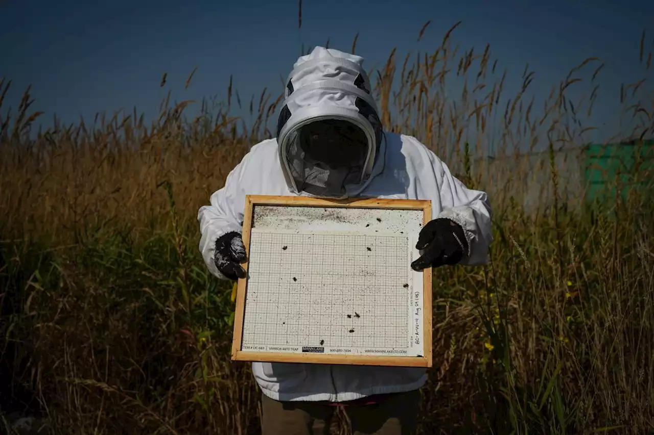 B.C. scientists hopeful in fight against mites that kill honeybees