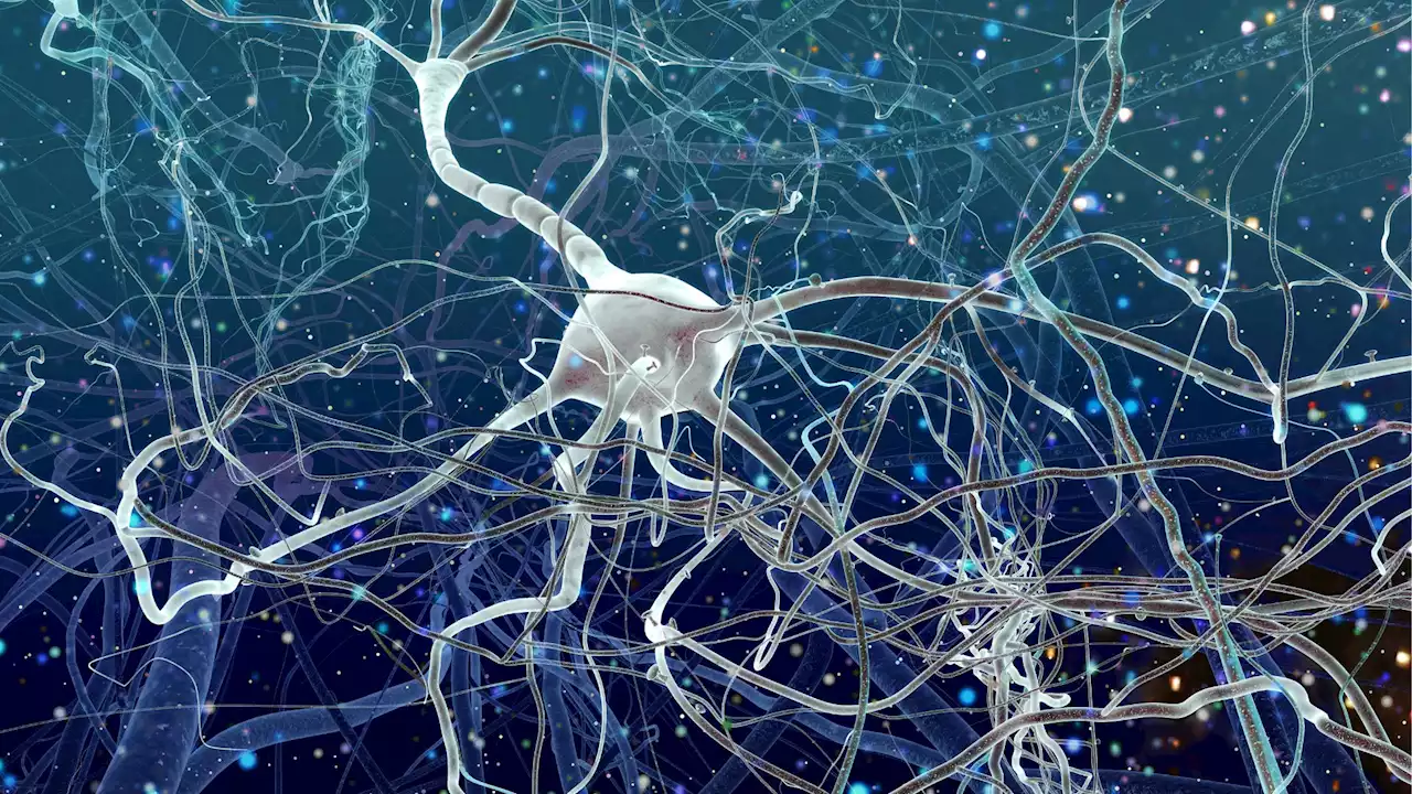 New discovery: Synapse hiding in the mice brain may advance our understanding of neuronal communication