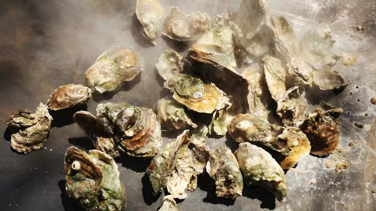 Around for 15 million years, here's what you may or may not know about oysters