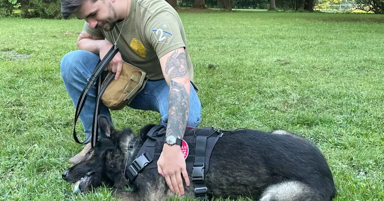 Veteran reunites with his military dog after 7 months apart