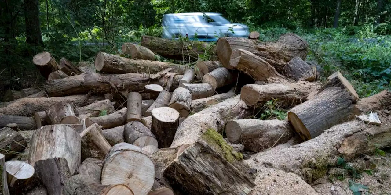 Angst vor Winter: Jetzt wird schon Holz aus dem Wald geklaut