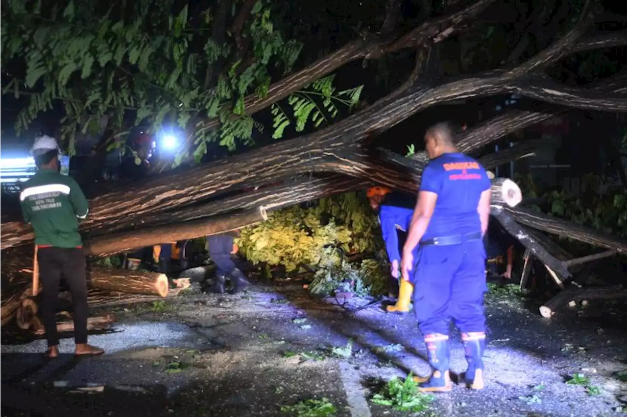 Pemkot Bogor Ingatkan Masyarakat Waspada Pohon Tumbang |Republika Online