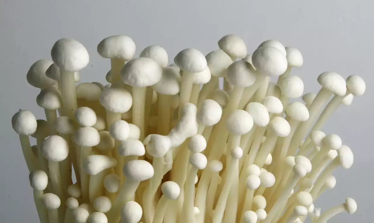 Enoki mushrooms recalled for possible Listeria contamination