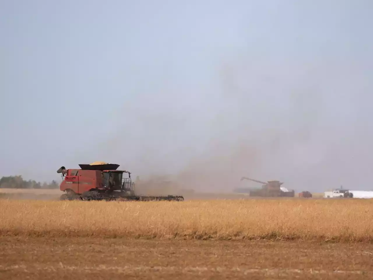 Sask. crop yields forecasted to be back to normal, dry spots linger