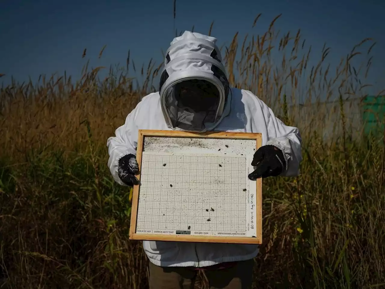 B.C. scientists hopeful in fight against mites that kill honeybees