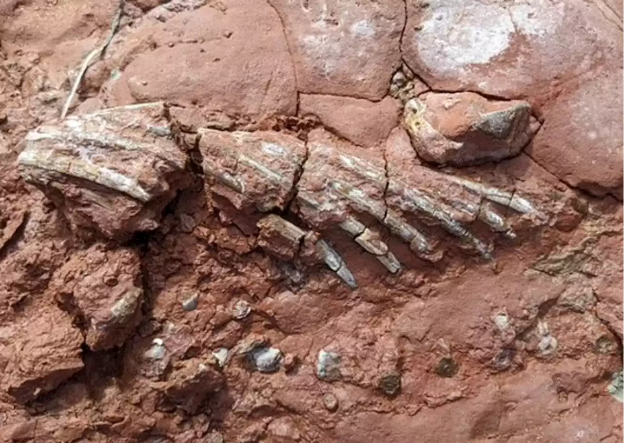 Guru temukan fosil haiwan lebih awal dari dinosaur