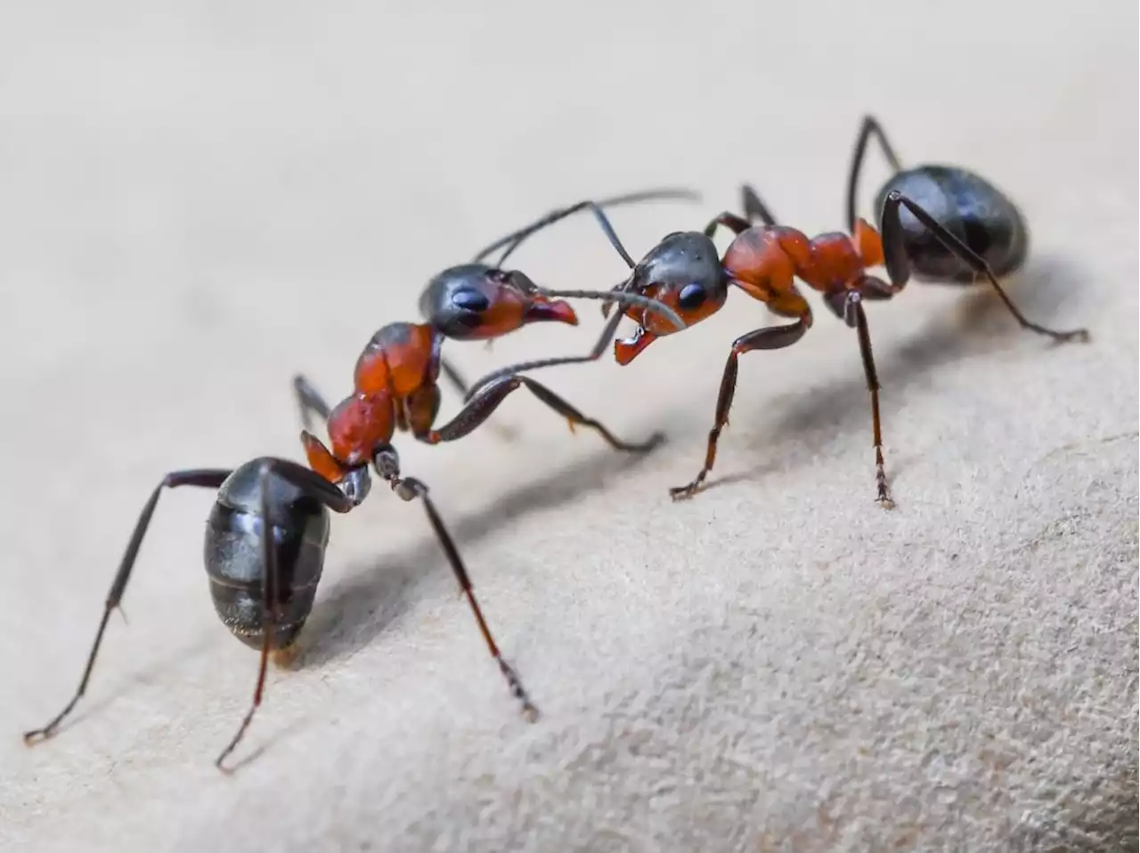 Ants are better than pesticides for sustainable farming, new research finds