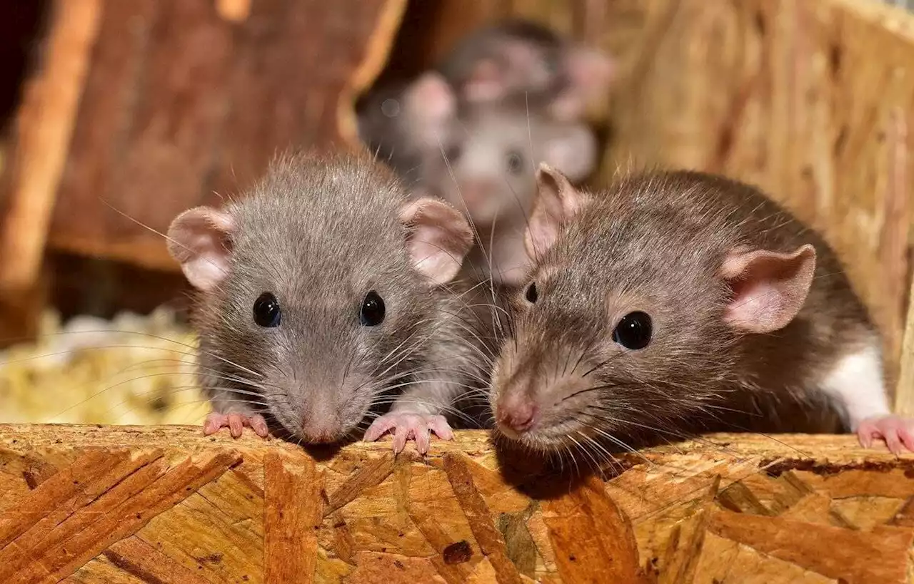 Une école maternelle de l’Oise fermée à cause des rats