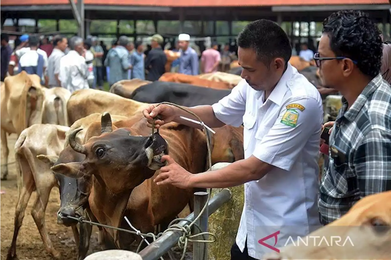 Ini tiga tantangan usaha ternak ruminansia versi Kementan