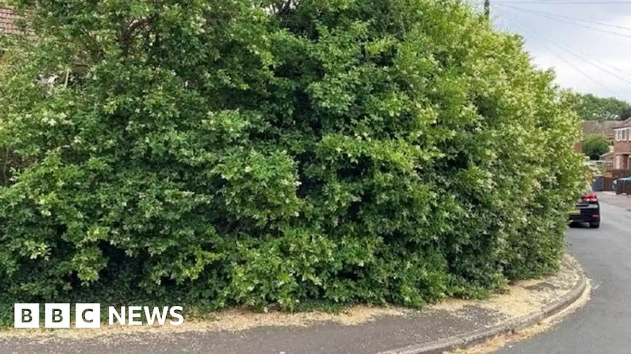 North Yorkshire: Residents told to keep trees and bushes in check