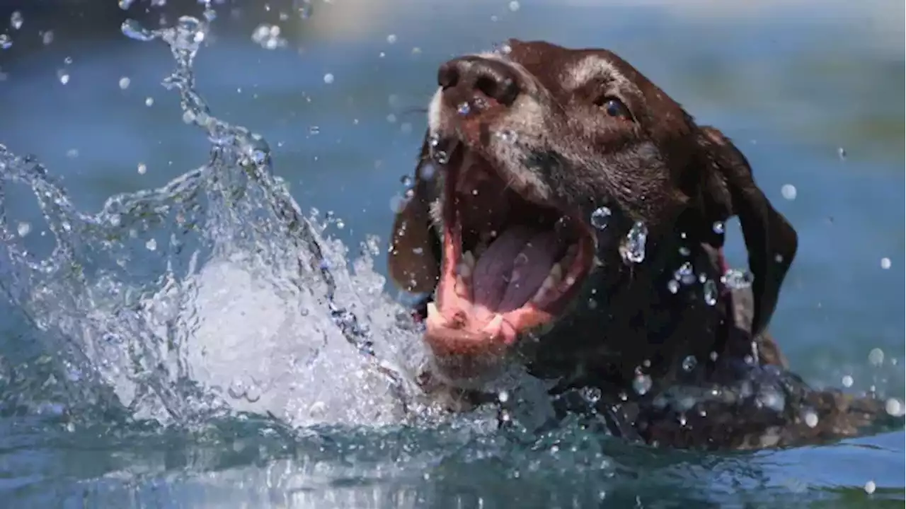 Pets we call our 'fur babies' offer us more than just companionship | CBC Radio