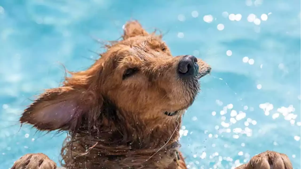 Toronto opens 9 pools for dog-only swim | CBC News