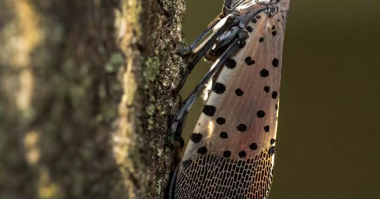 Spotted lanternfly making its way west, bringing sticky residue and threats to grapes, fruit trees