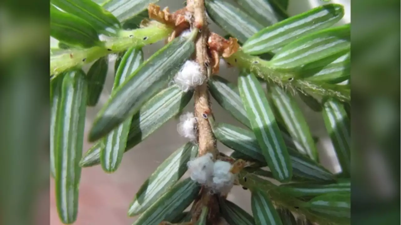 Invasive insect discovered in southern Ontario could pose risk for hemlock trees