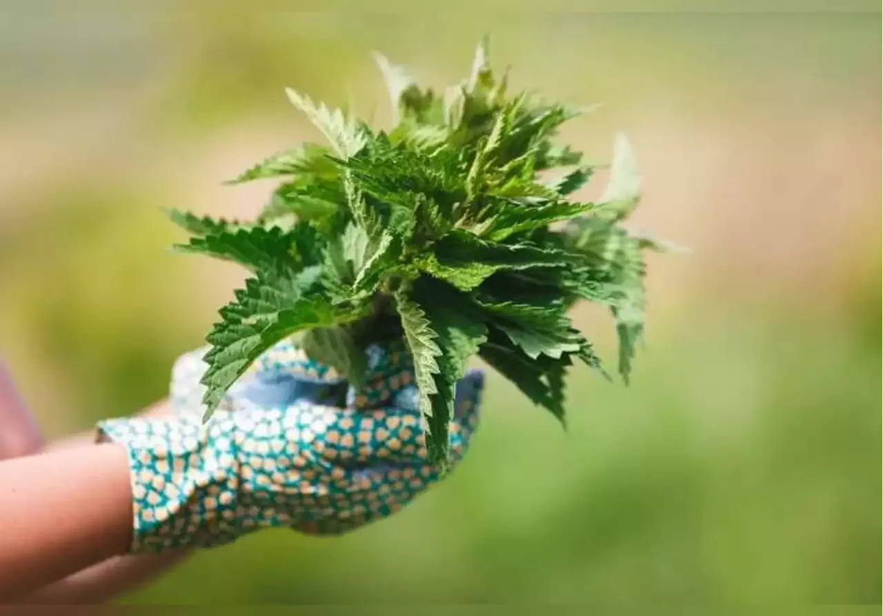 Plantes D Couvrez Tous Les Bienfaits De L Ortie