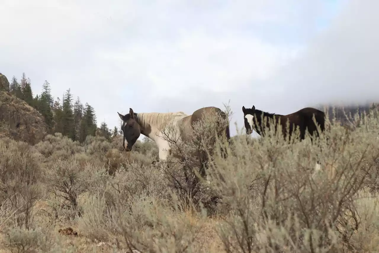 Indigenous cowboy, last of his kind, makes hard choices to save starving wild horses in B.C.’s Osoyoos desert