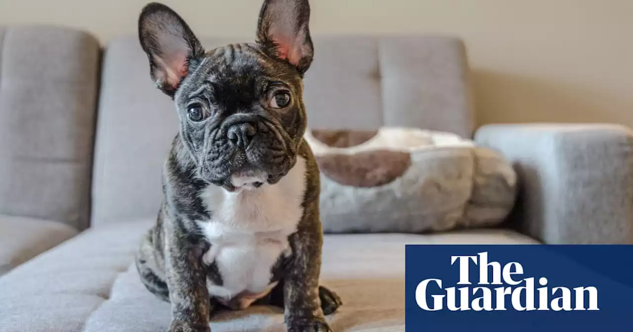 Losses from ‘heart-wrenching’ puppy scams increase 1,000% over last two years