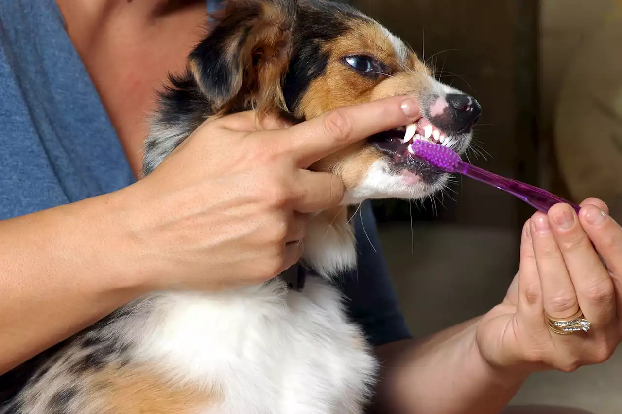 Genius Options For When Your Pet Won’t Come Near A Toothbrush