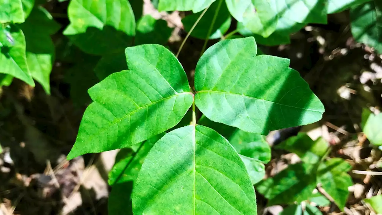 Scrub Hub: Climate change making poison ivy even more of a pain in the rash