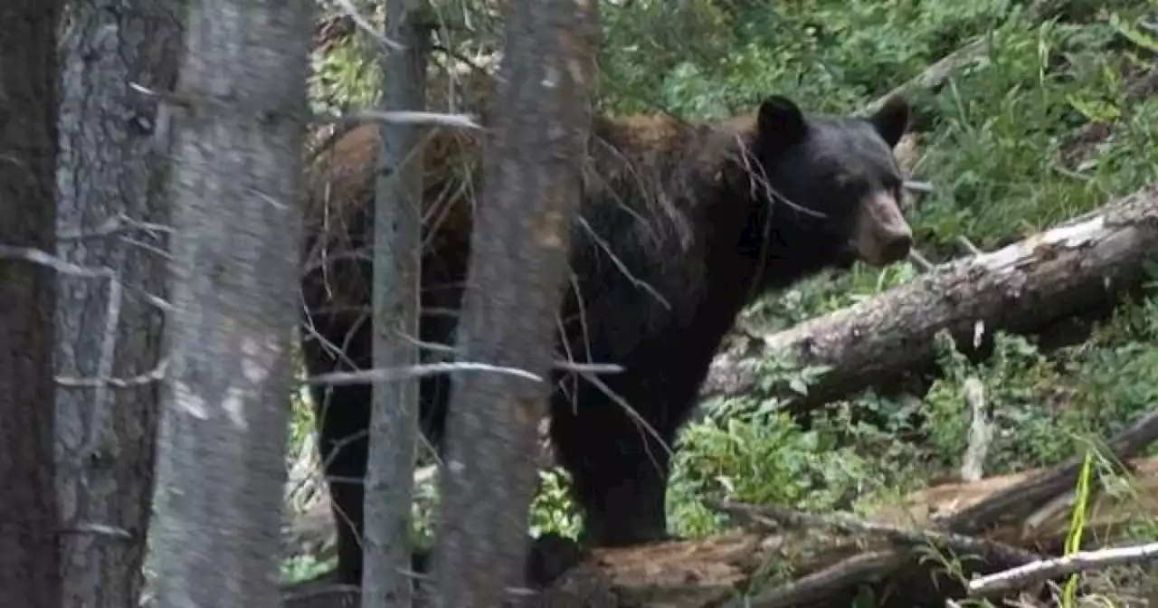 Bear attacks woman in backyard of Colorado home