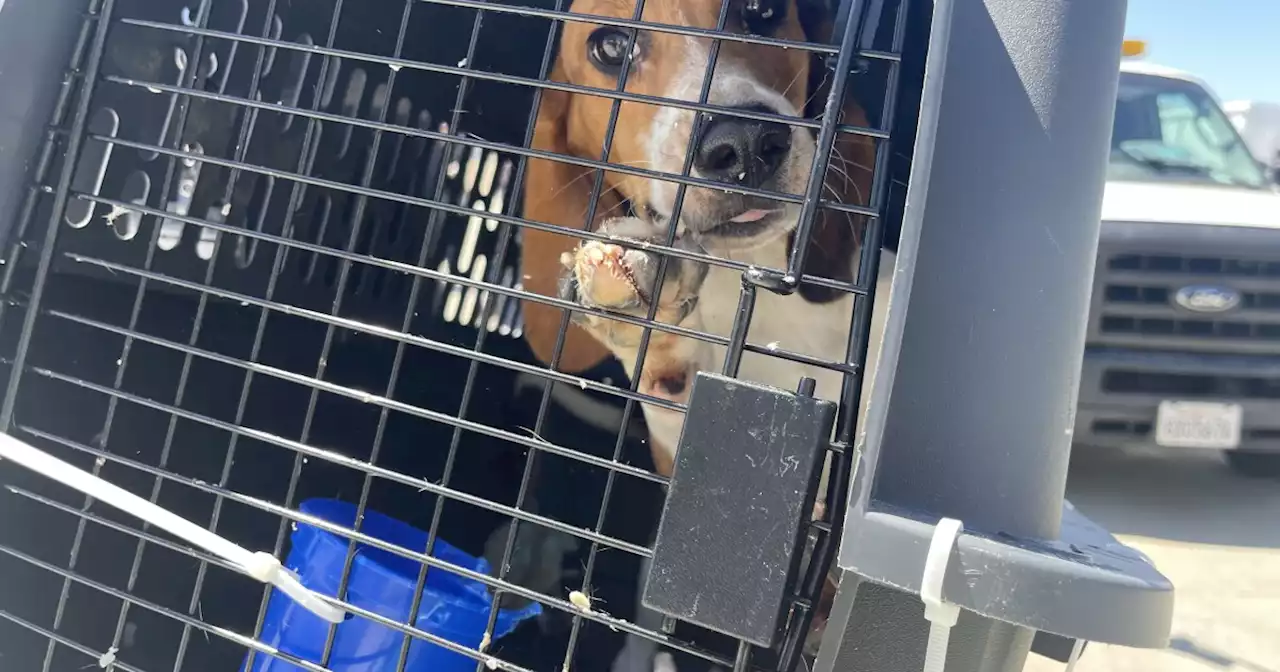 Beagles rescued from Virginia breeding center arrive in San Diego