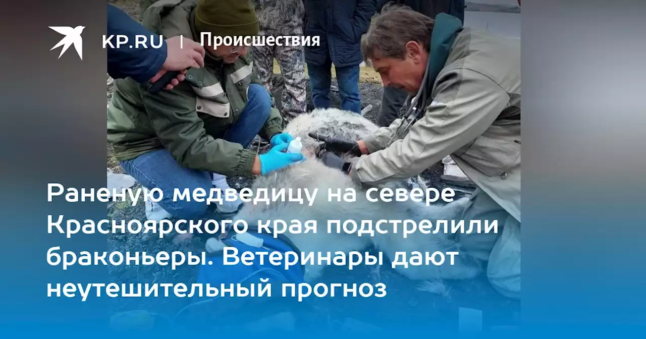 Раненую медведицу на севере Красноярского края подстрелили браконьеры. Ветеринары дают неутешительный прогноз