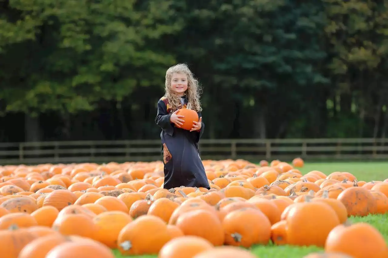 Dia de los Muertos: Mexican festival inspiration for Halloween half-term celebrations at Leeds attraction