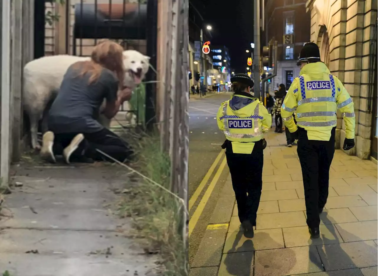 Police reunite lost husky with 'distraught' owners after it ran miles across Leeds