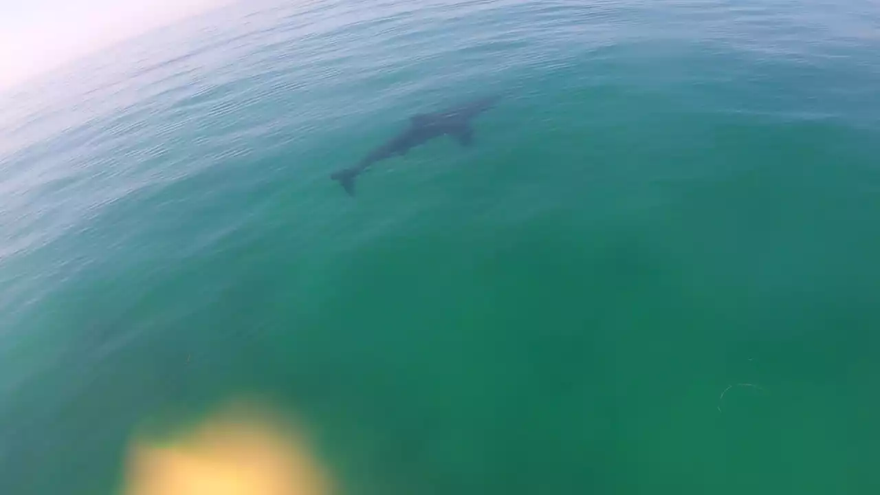 Shark Spotted at Torrey Pines Amid Excessively Hot Labor Day Weekend