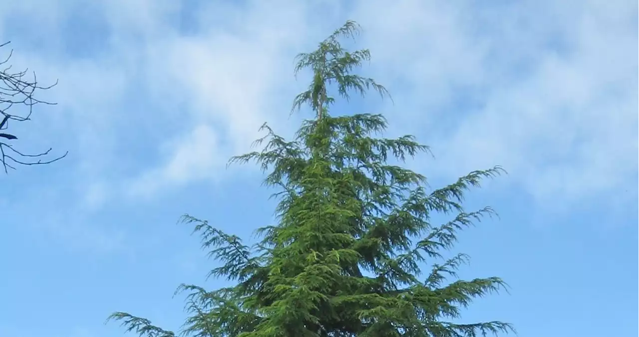 Insects killing Hemlock trees in region