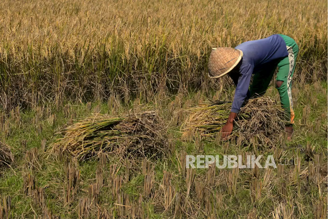 BBM Naik, KRKP: Harga Acuan Gabah Perlu Dinaikkan |Republika Online