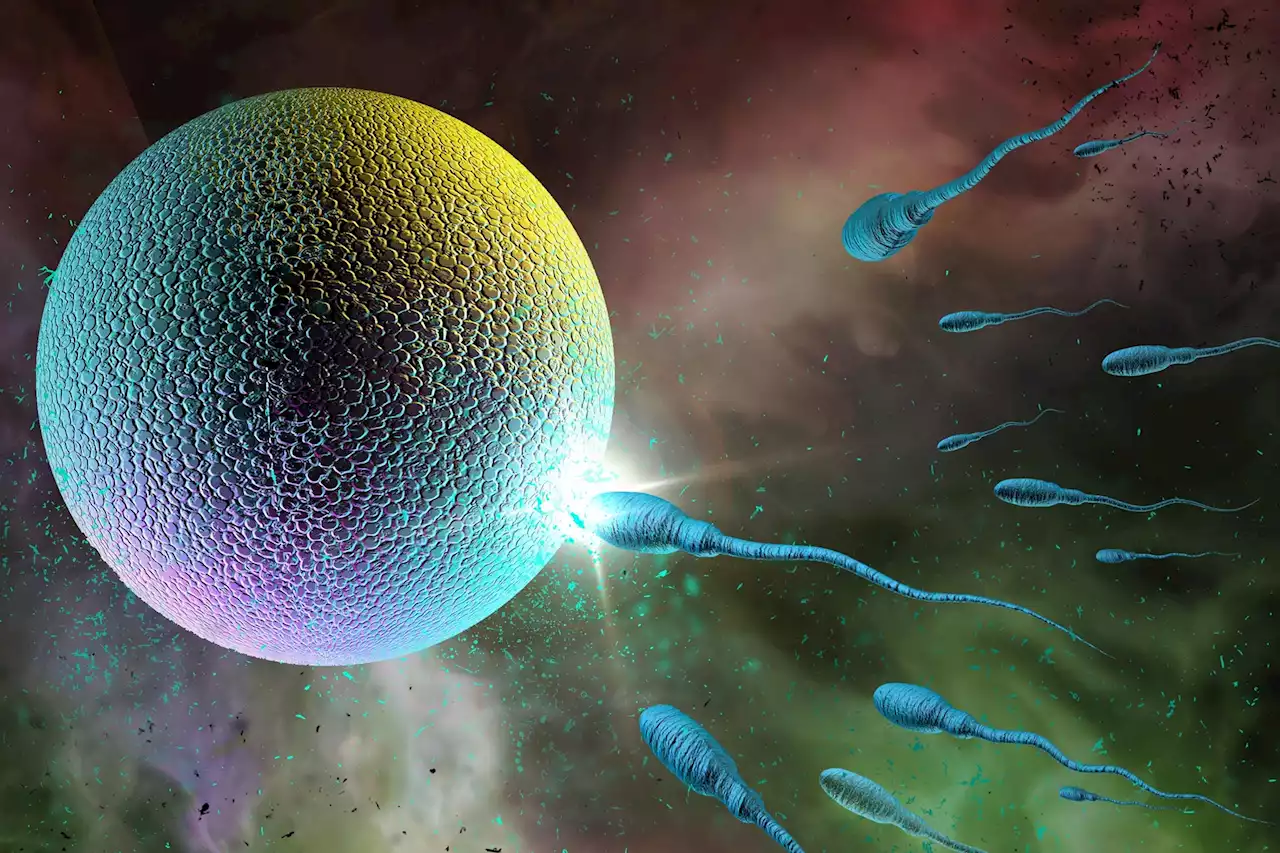 “Brand New Paradigm” – Scientists Discover How Human Eggs Remain Healthy for Decades